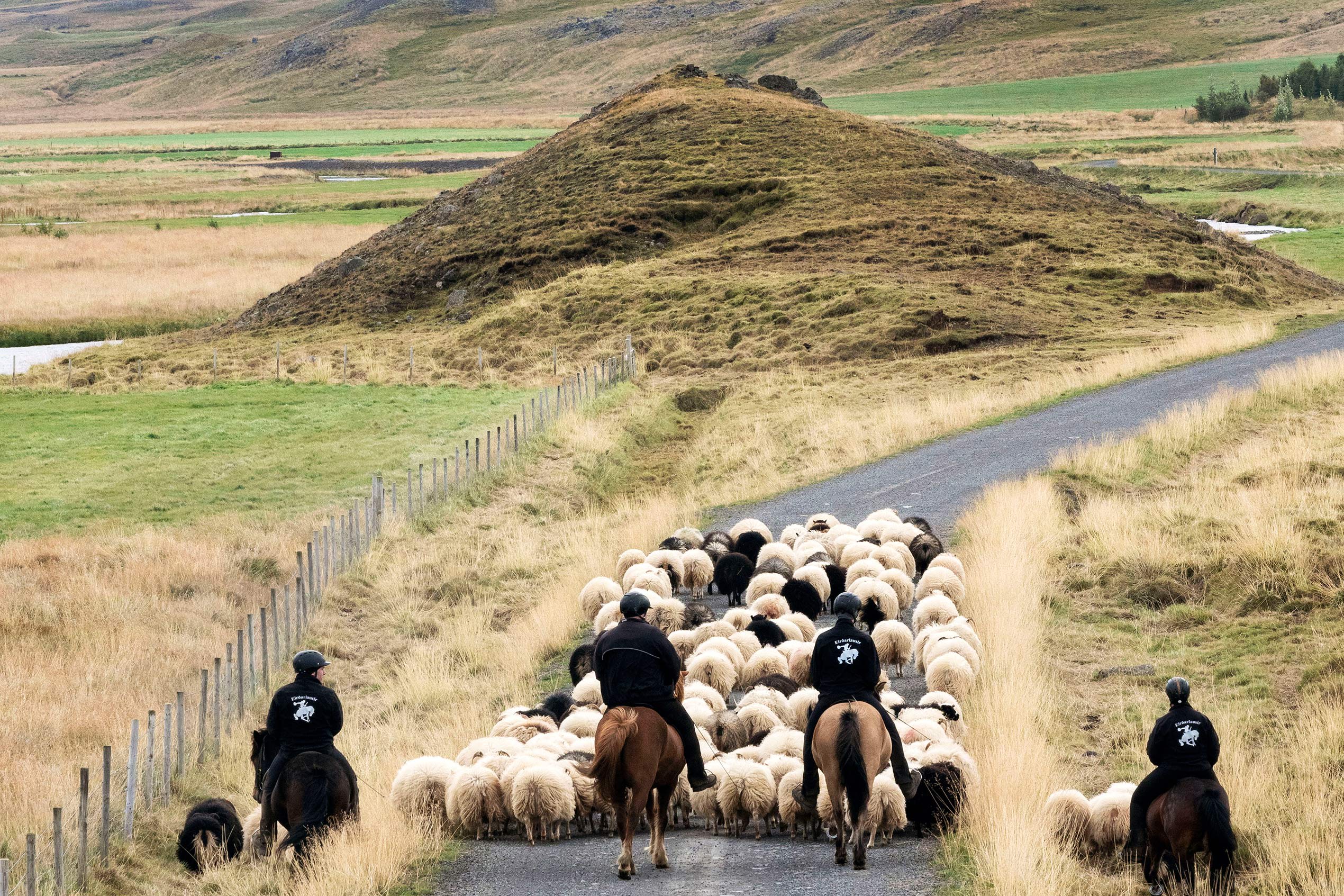 a view from behind of four people on horses rounding up a flock of sheep