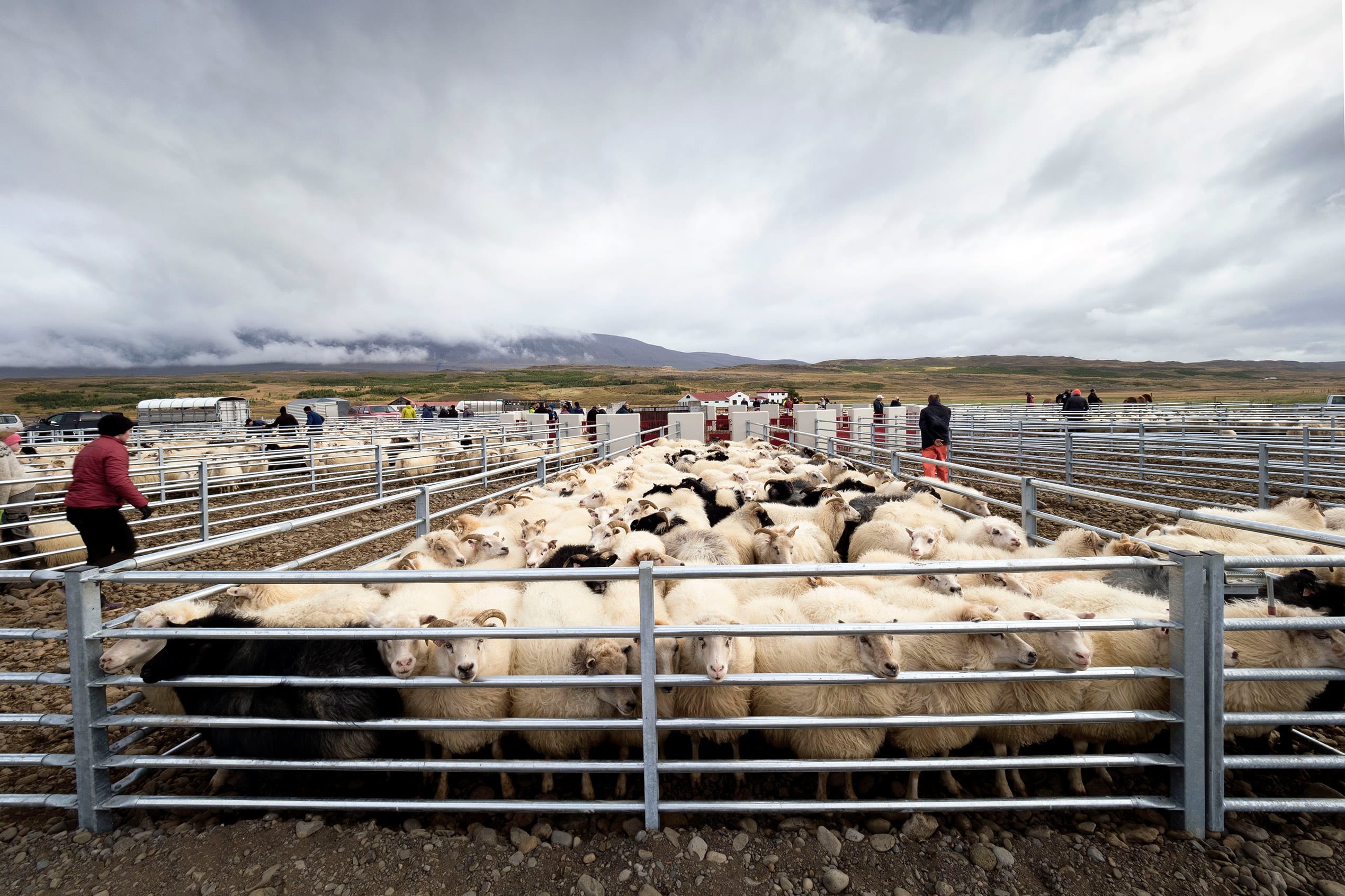 a front on view of sheep being rounded into pens at réttir