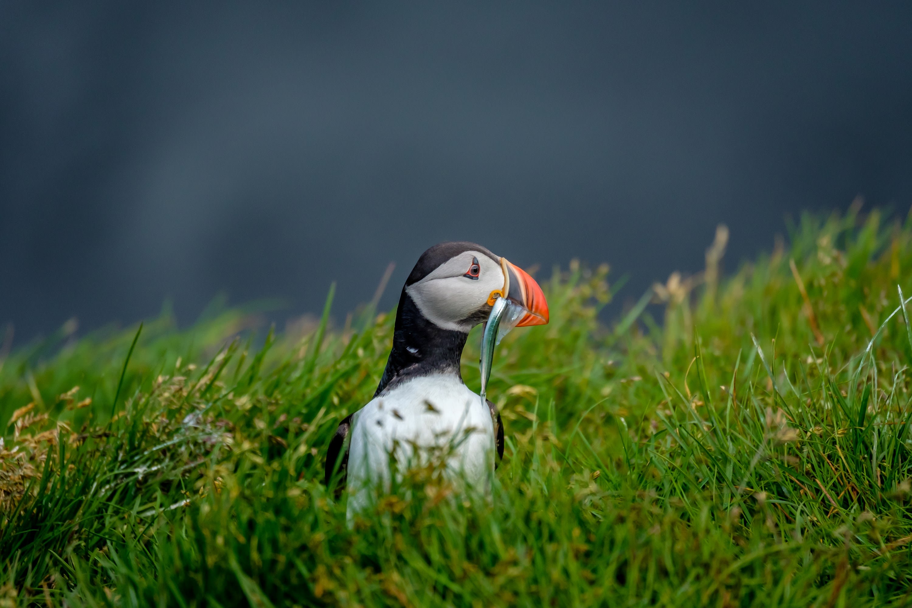 a puffin with a fish in its mouth pictured here in Iceland, sitting in bright green grass