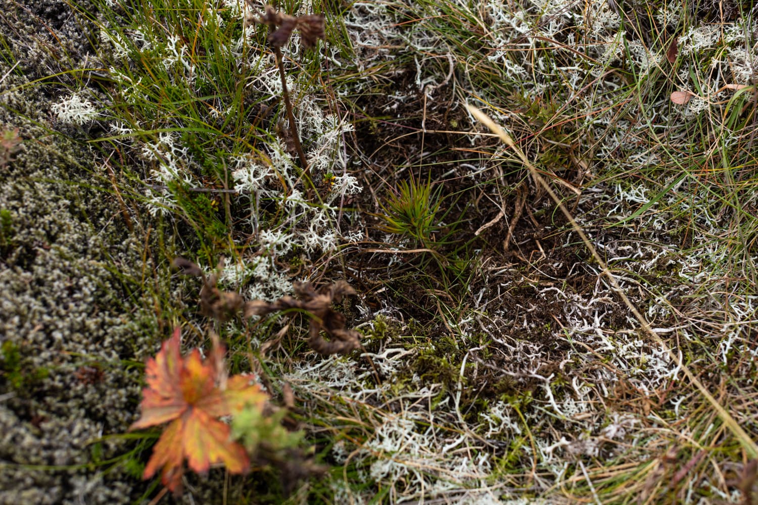An up close image of the Icelandic landscape with moss and grass pictured and a small tree sprig sprouting out