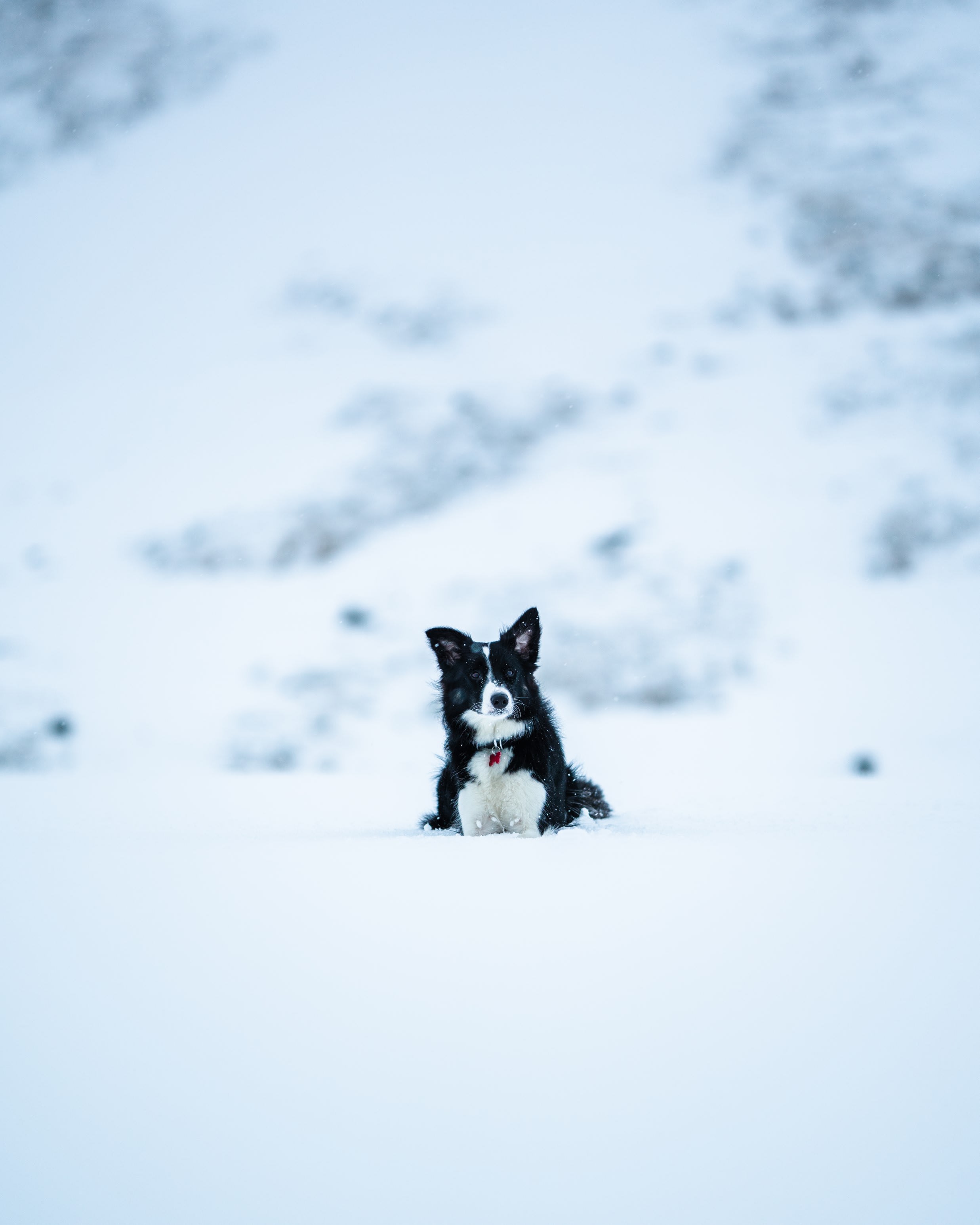 a small black and white border collie dog sitting in the snow in a mountaineous region of Iceland