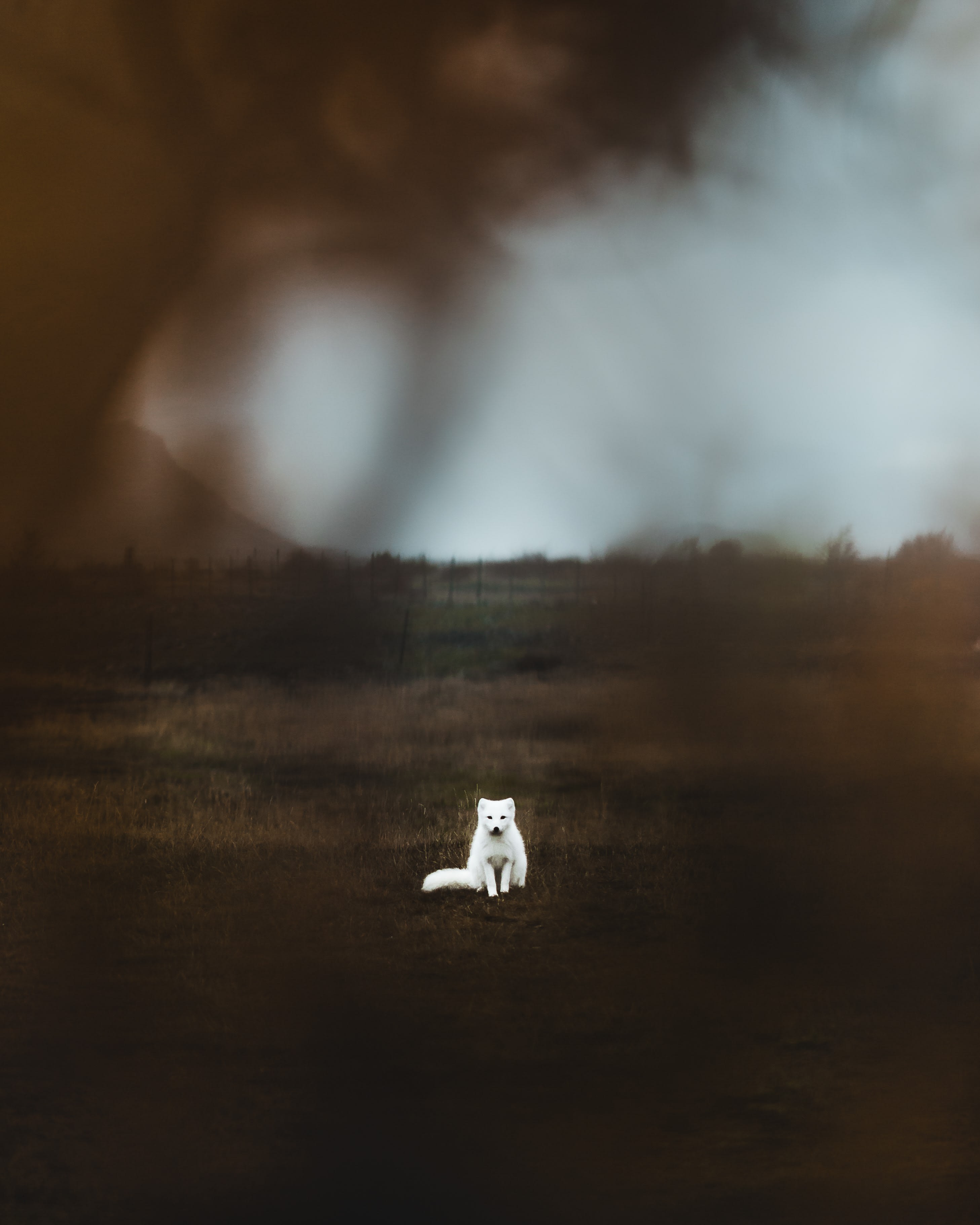 a white arctic fox pictured in Husadalur in Thorsmork amidst an earthy landscape