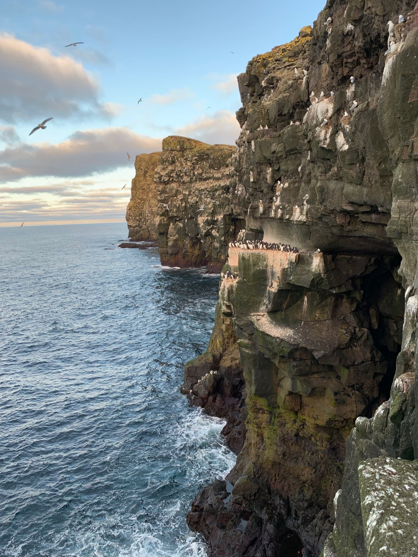 puffins gather together on the cliff edges of Iceland's rocky coastline