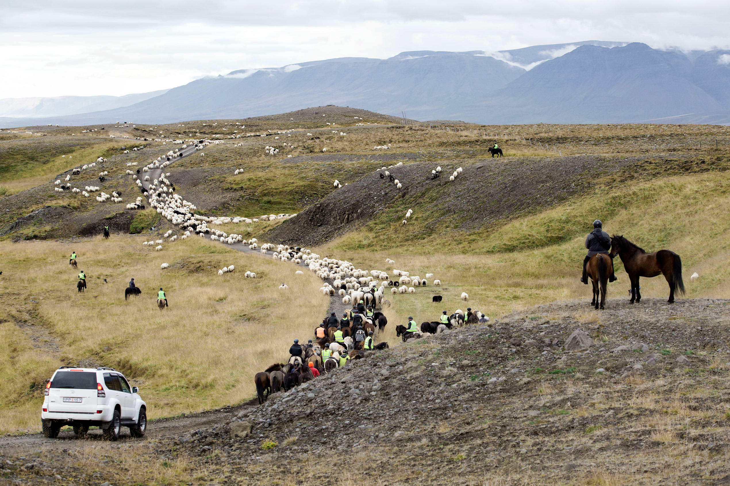 a view of the wider landscape with sheep being rounded up by farmers on horses and in their cars