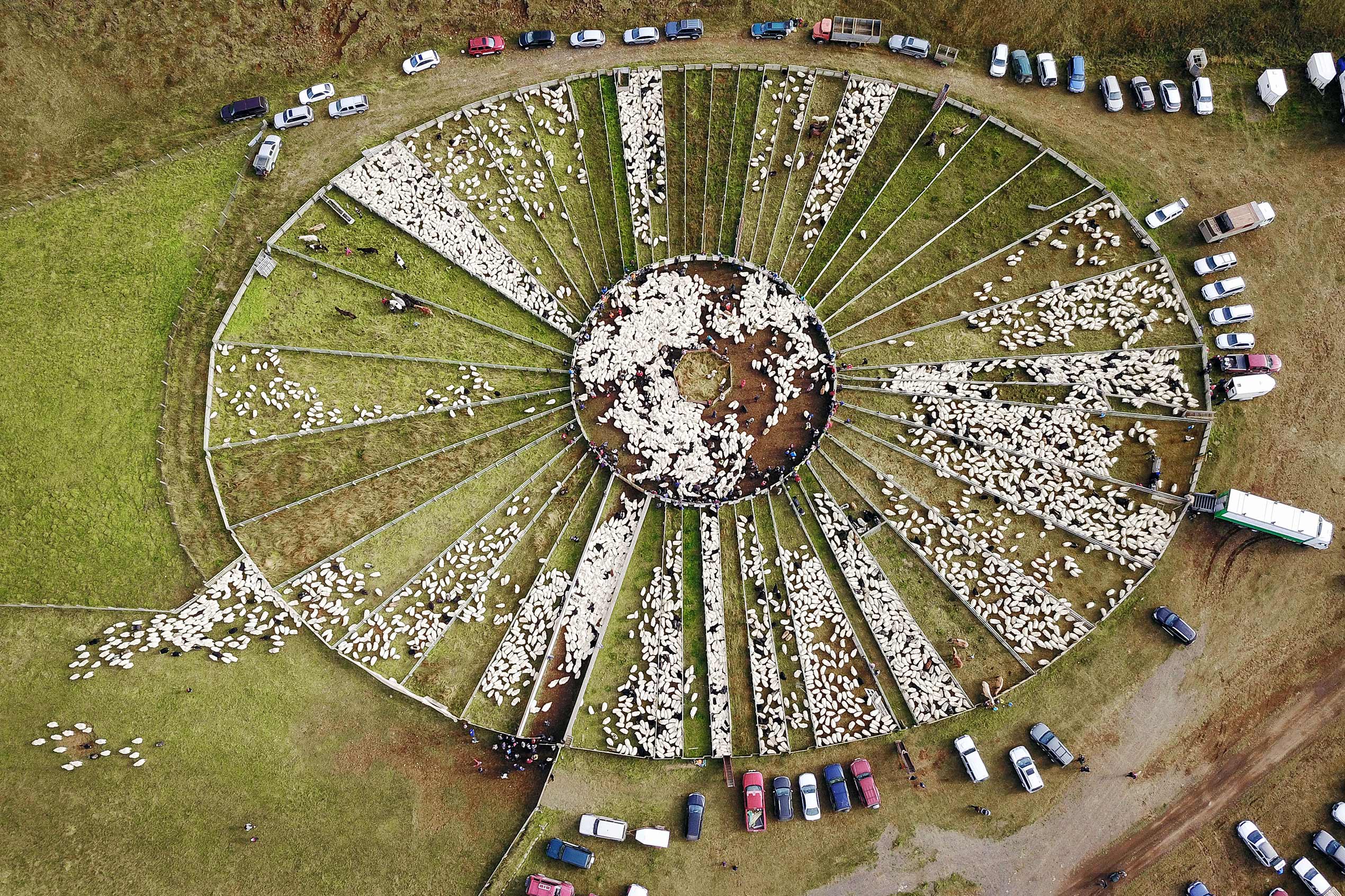 an aerial view of the réttir circular sheep pen where all the sheep are being herded into by farmers