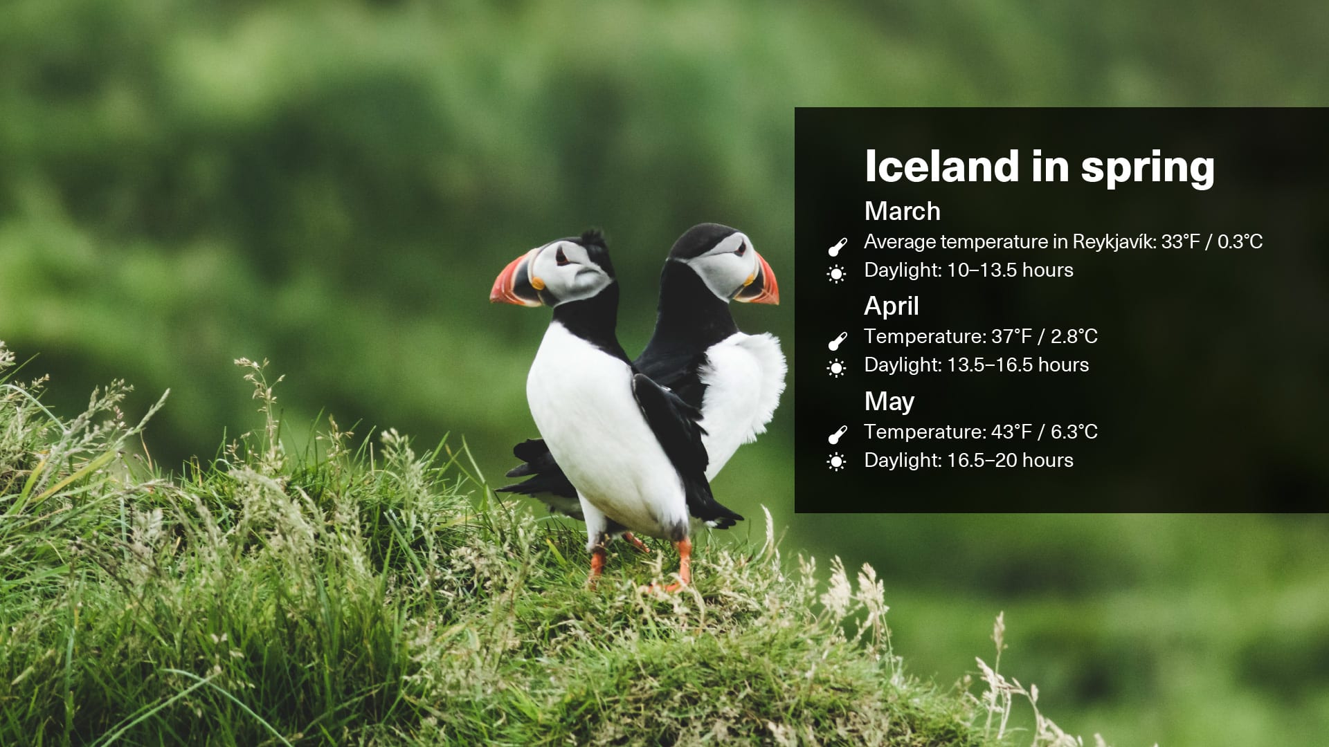 Spring weather disaplyed on a graphic illustrative image with puffin imagery and text overleaf that shows the temperature and daylight hours in March, April and May in Iceland