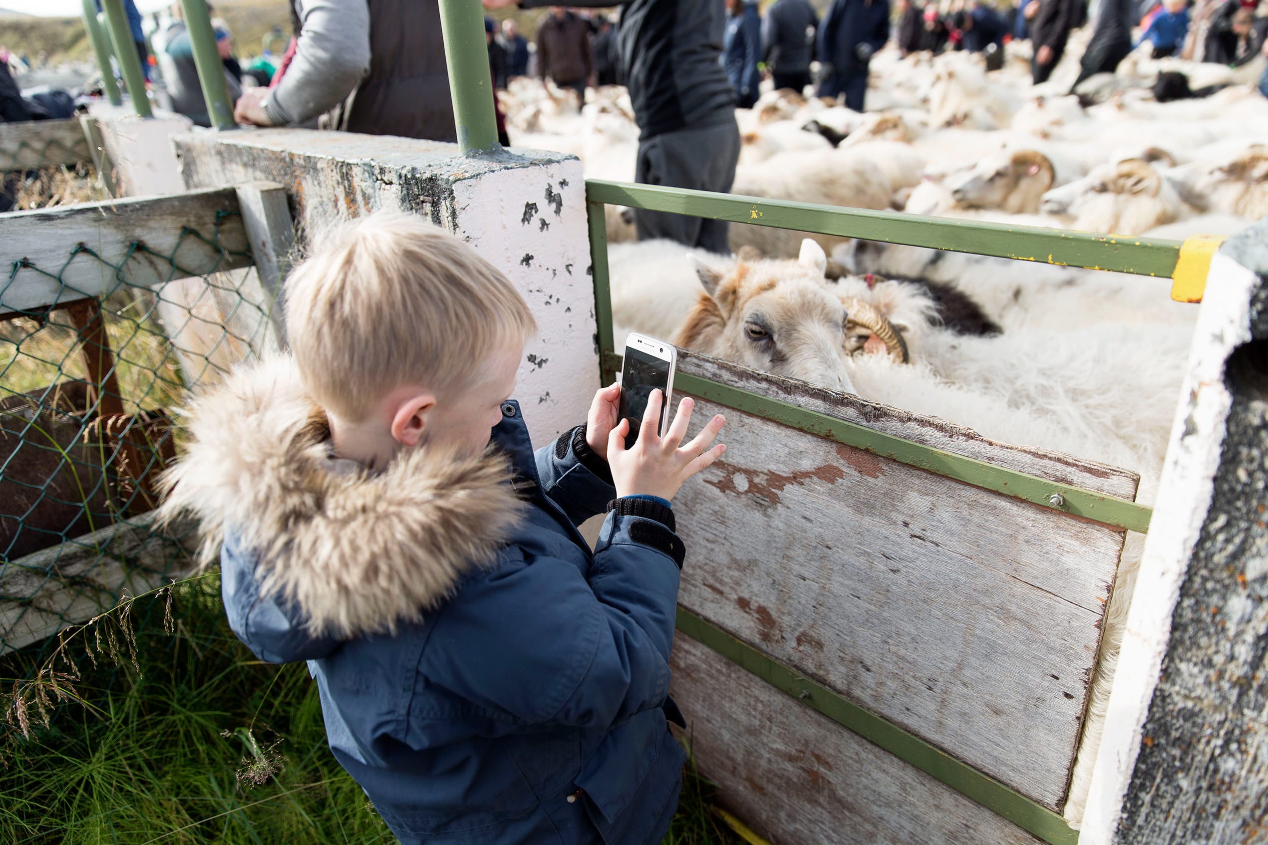 a child takes a picture of the sheep up close on a mobile phone