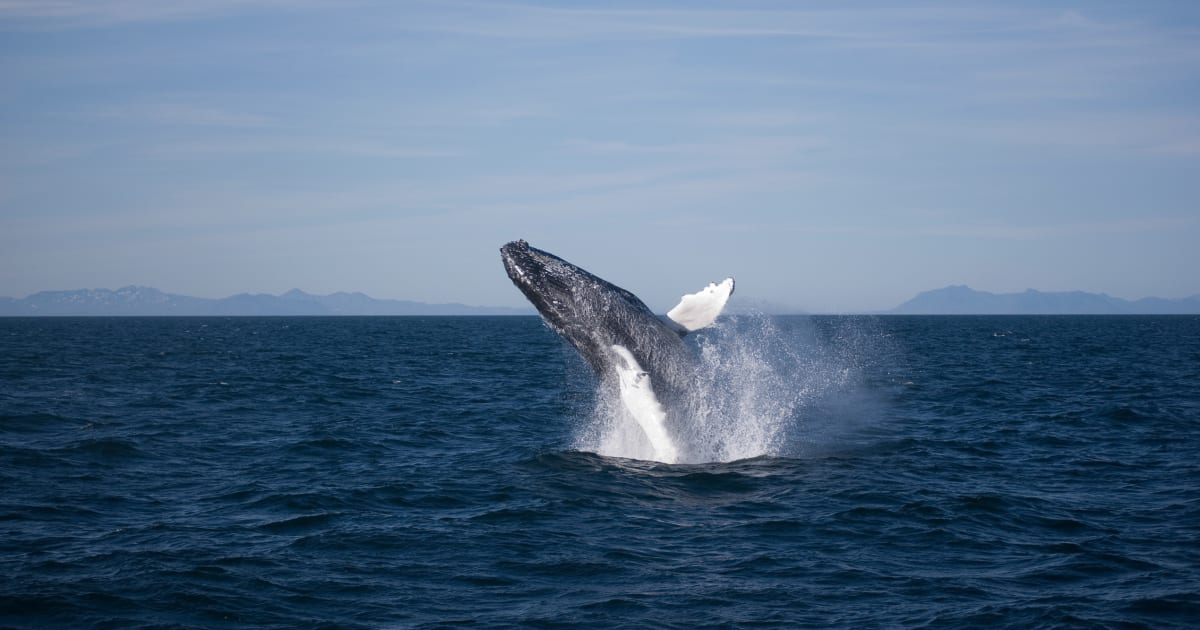 Whale Watching Iceland city break - Iceland Holidays | Icelandair GB