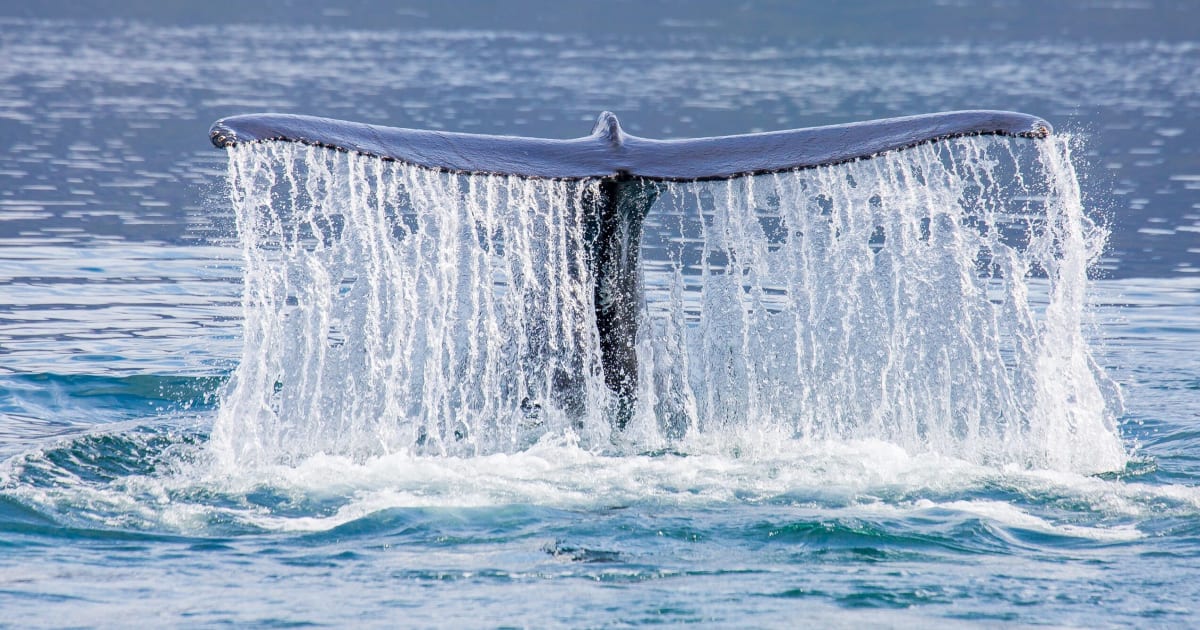 Die beste Zeit für Whale Watching in Island Icelandair DE