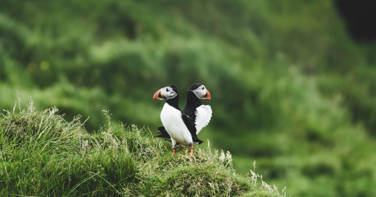 Icelandair a matchmaker Icelandair