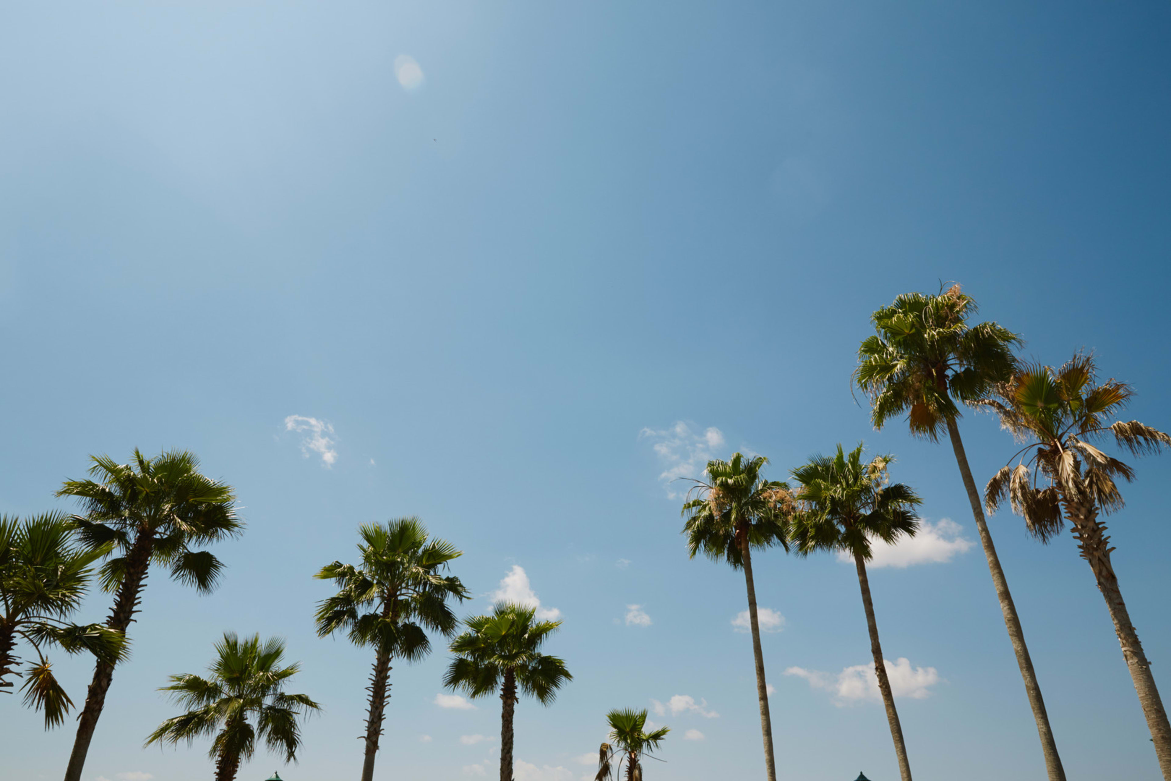 orlando-palms