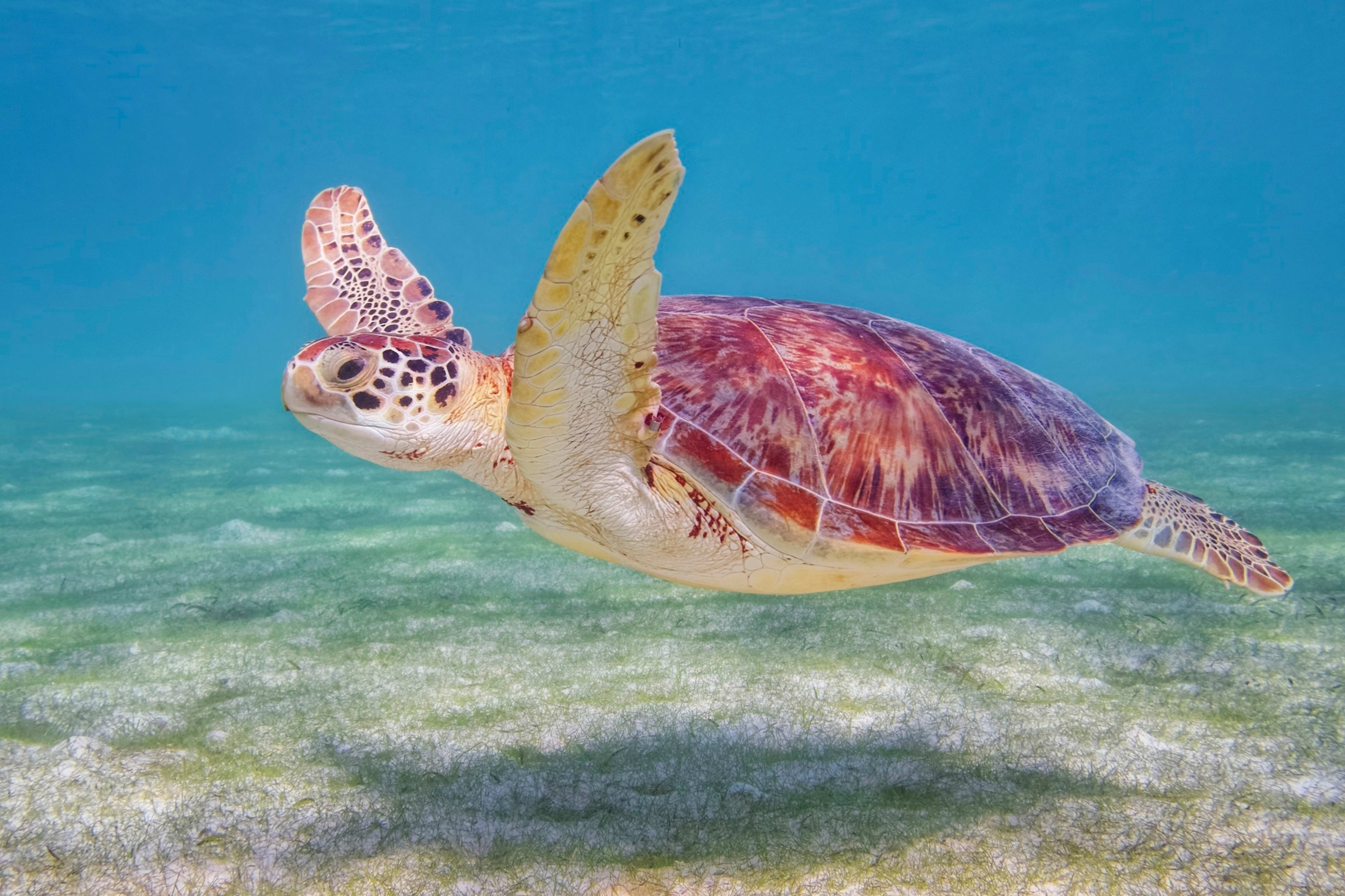 Cancun_turtle