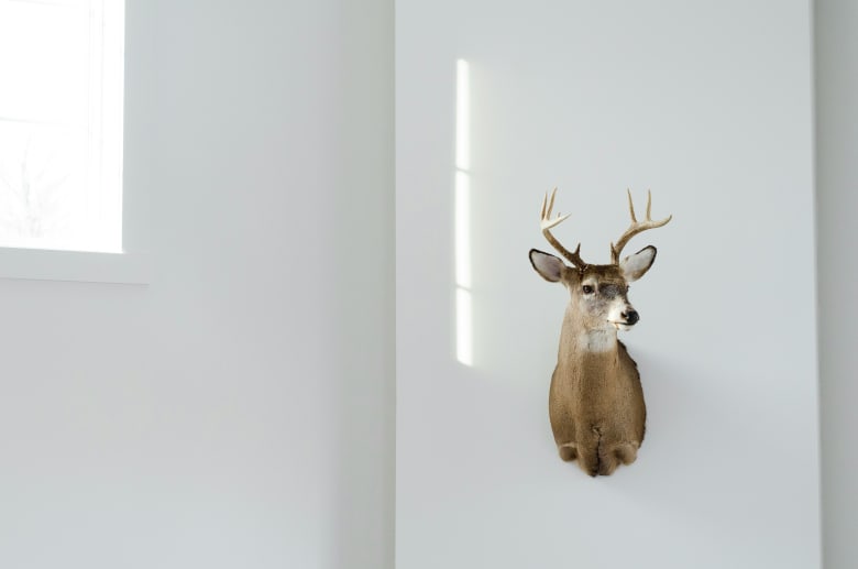 taylor-flowe-taxidermized-doe