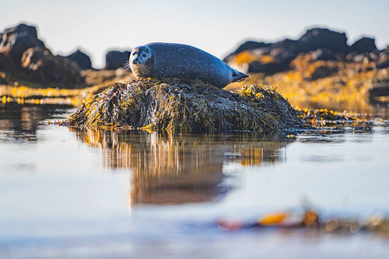 snaefellsnes-ytri-tunga-seal