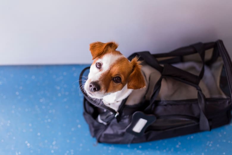 Travelling-with-animals